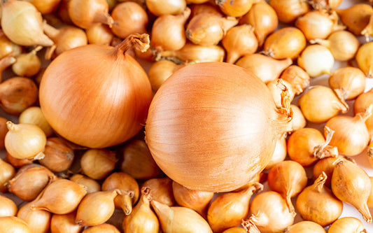 Two large brown onions placed on a pile of small onion bulbs, showcasing size and texture contrast.