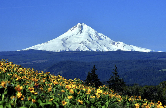 Snow-capped mountain under a clear blue sky, with a foreground of vibrant yellow wildflowers and forest.