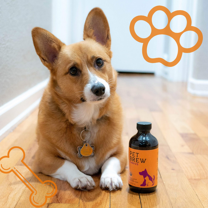 Apple Cider Vinegar for Pets? Yes or No?