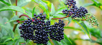 Clusters of ripe black elderberries hanging from vibrant green branches, surrounded by elongated serrated leaves.