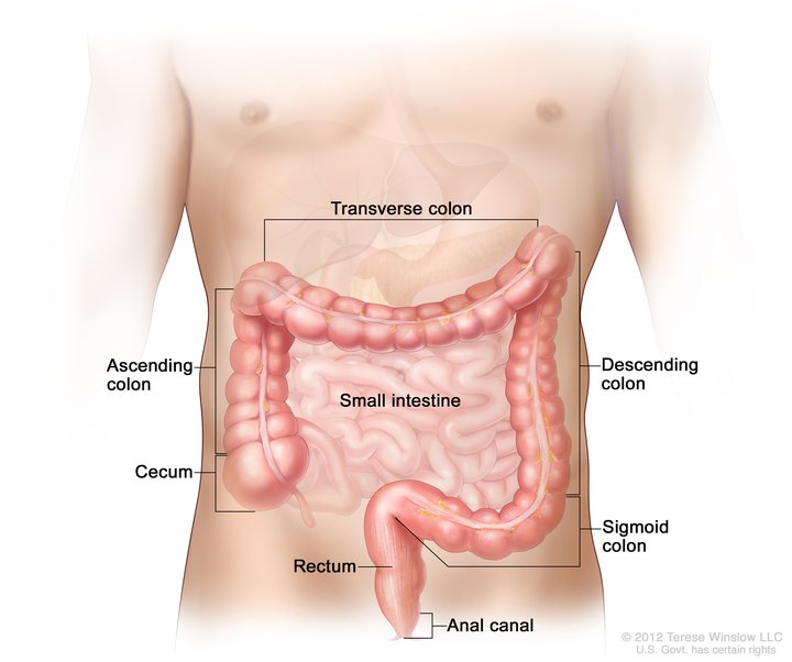 Illustration of human digestive tract showing large intestine, small intestine, rectum, and labeled colon sections.