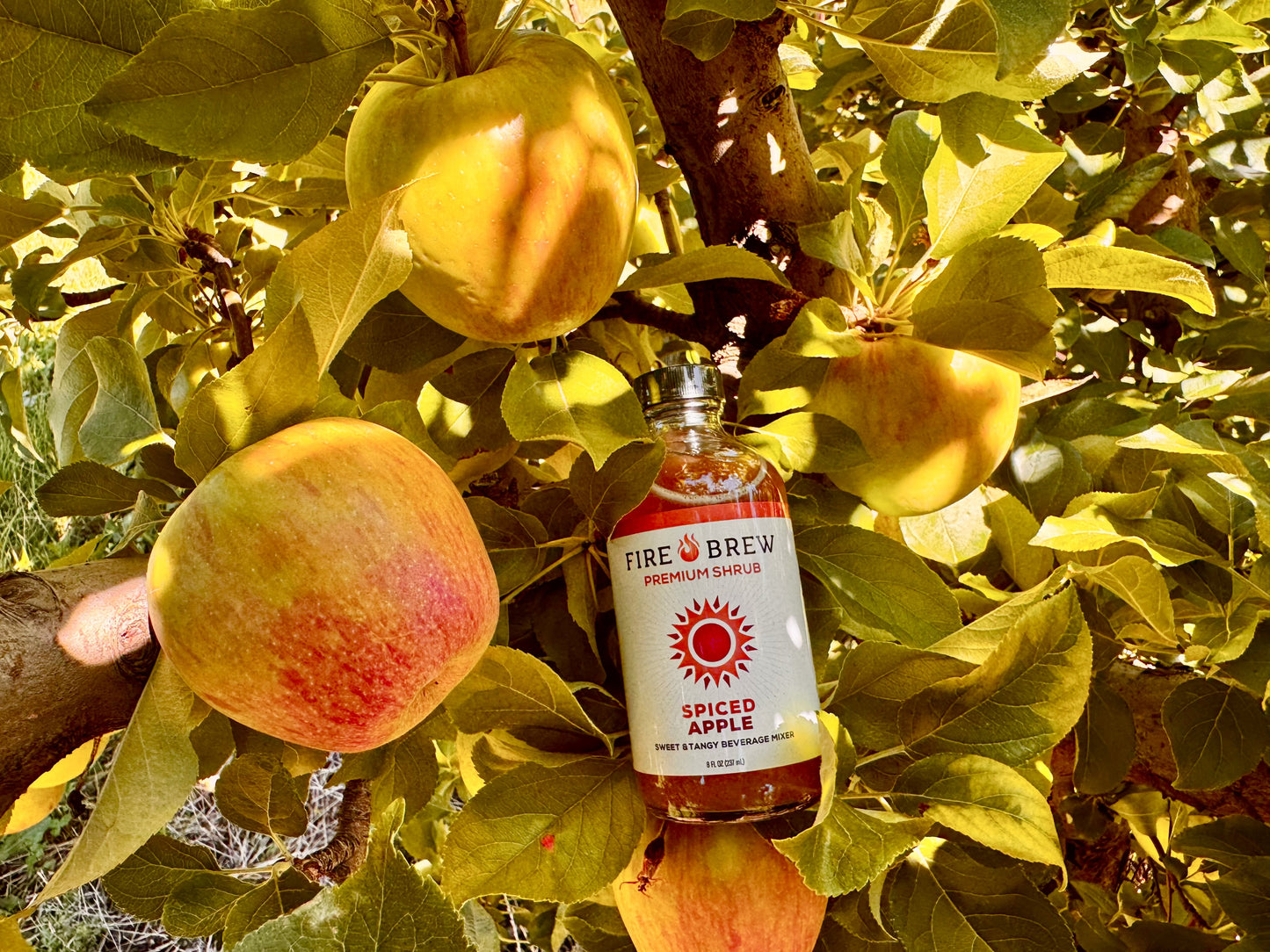 Limited Run! Spiced Apple Apple Cider Vinegar Elixir - Shrub